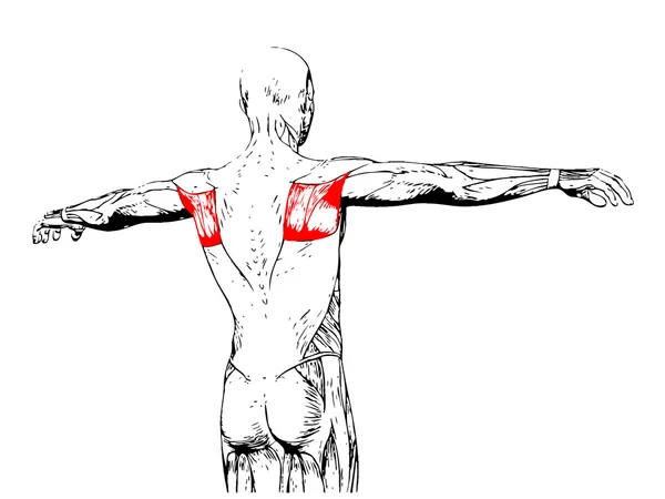 Anatomia człowieka z powrotem — Zdjęcie stockowe