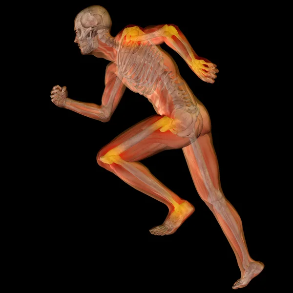 Kavramsal adam anatomisi — Stok fotoğraf