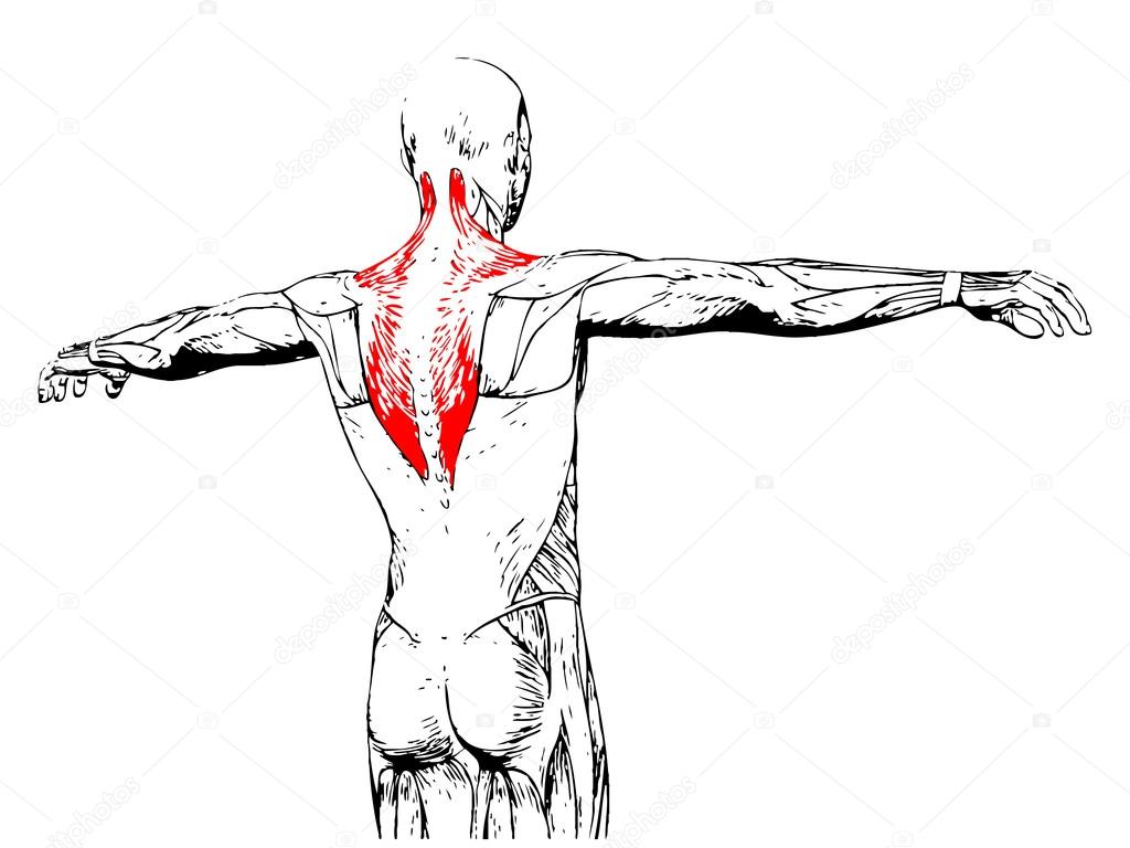back human anatomy