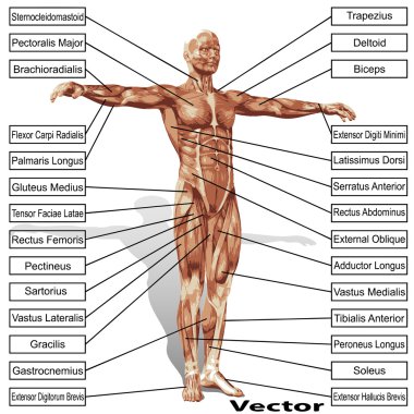 Kaslı adam anatomisi