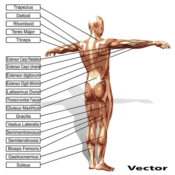 Anatomía del hombre con músculos — Vector de stock