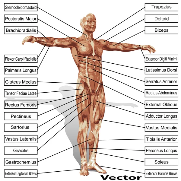 Kaslı adam anatomisi — Stok Vektör