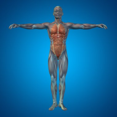 Adam yapısı iç organları ile