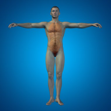 Adam yapısı iç organları ile