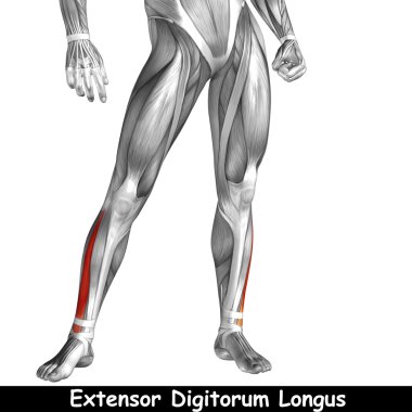 insan alt bacaklar anatomisi