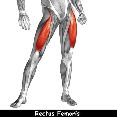 insan üst bacaklar anatomisi