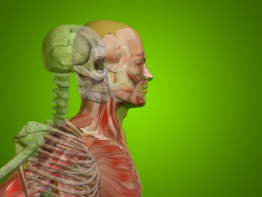 insan vücudu göğüs, baş