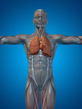 Anatomik insan solunum sistemi