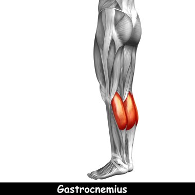 insan alt bacaklar anatomisi