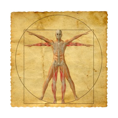 kavramsal Vitruvius insan vücudu
