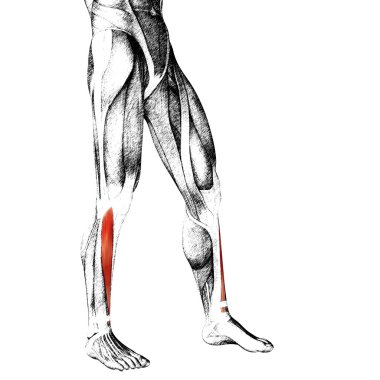 insan alt bacaklar anatomisi