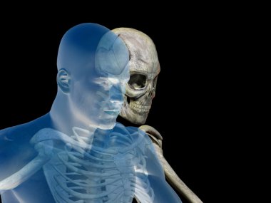 Kemikleri insan anatomisi