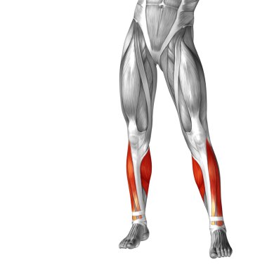 insan alt bacaklar anatomisi