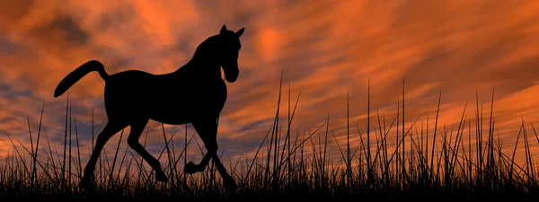 Horse silhouette in grass — Stock fotografie