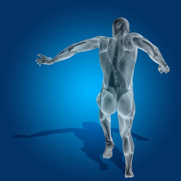Анатомическое тело с мышцами — стоковое фото