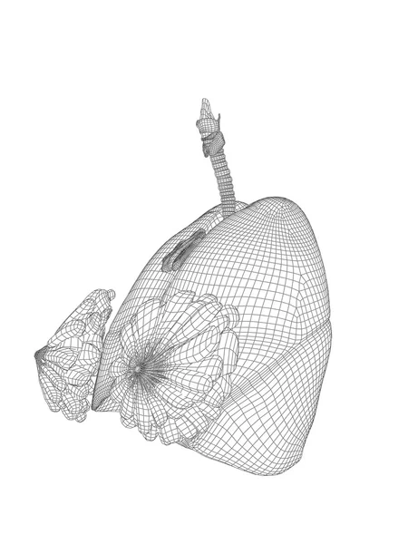 Apparato respiratorio umano — Foto Stock