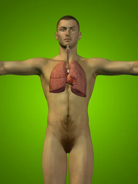 Układ oddechowy człowieka — Zdjęcie stockowe