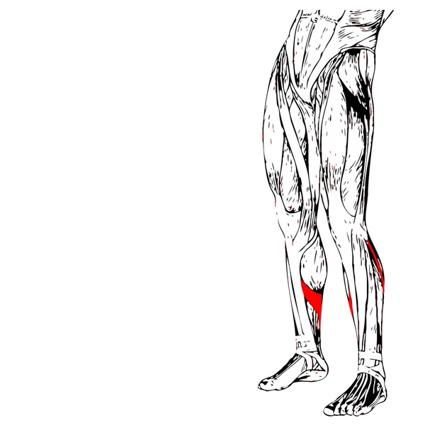 human lower legs anatomy