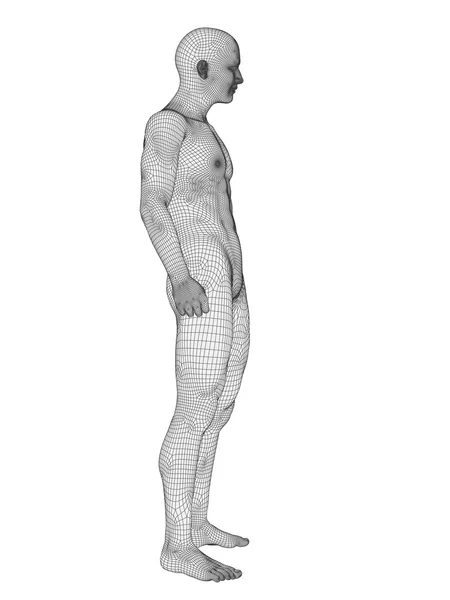 Anatomy made of white wireframe — Stock Photo, Image