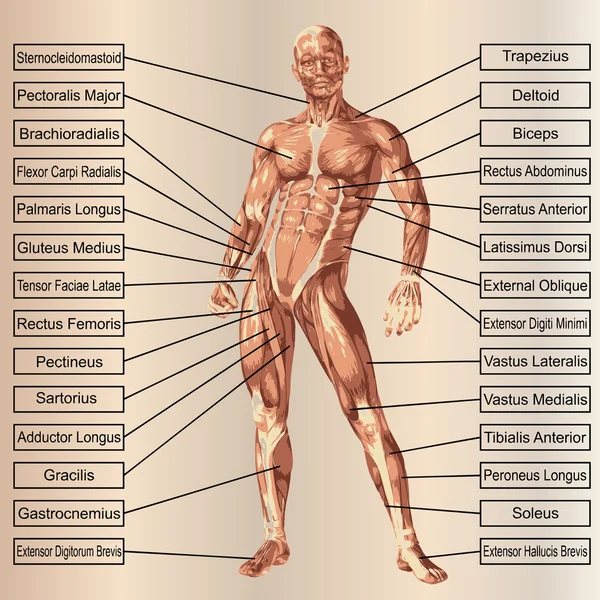 Anatomia człowieka lub mężczyzna — Zdjęcie stockowe