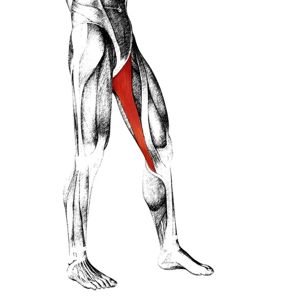 人类的大腿解剖 — 图库照片
