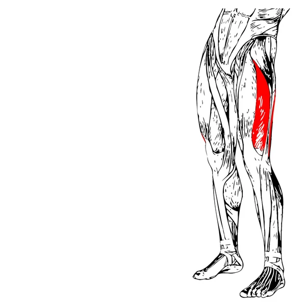 Insan üst bacaklar anatomisi — Stok fotoğraf