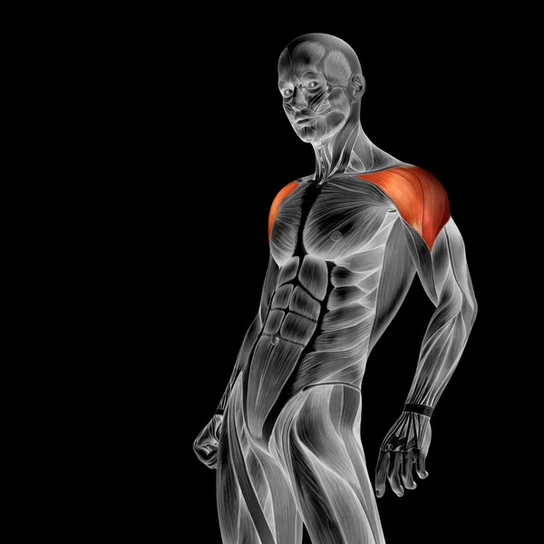 Anatomia człowieka klatki piersiowej — Zdjęcie stockowe