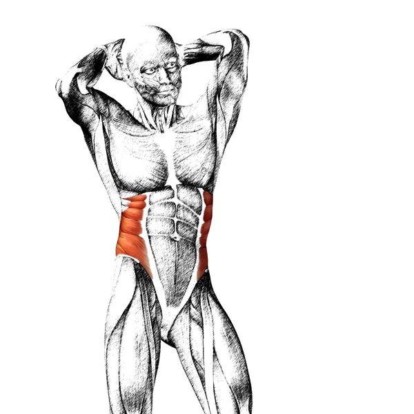Anatomia humana do tórax — Fotografia de Stock