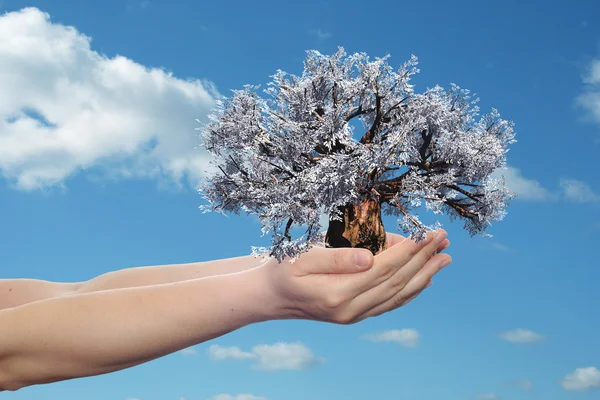 Manos sosteniendo el árbol —  Fotos de Stock