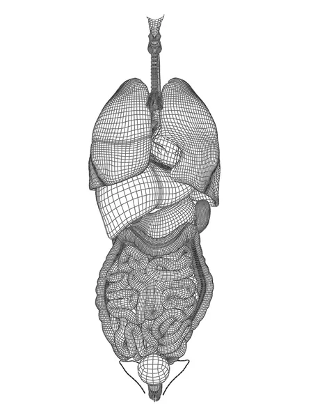 Menschliches Verdauungssystem — Stockfoto