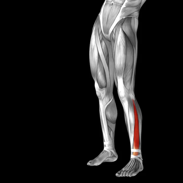 Human lower legs anatomy — Stock Photo, Image