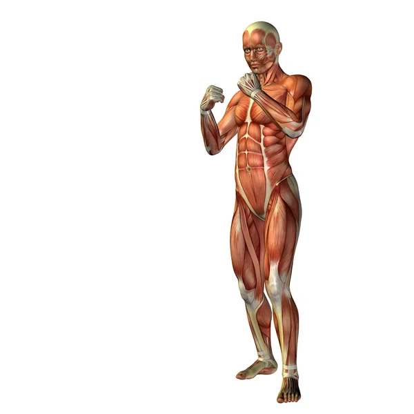 Human or man with muscles — Stock Photo, Image