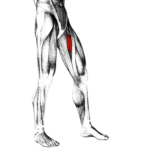 Menselijke bovenbenen anatomie — Stockfoto