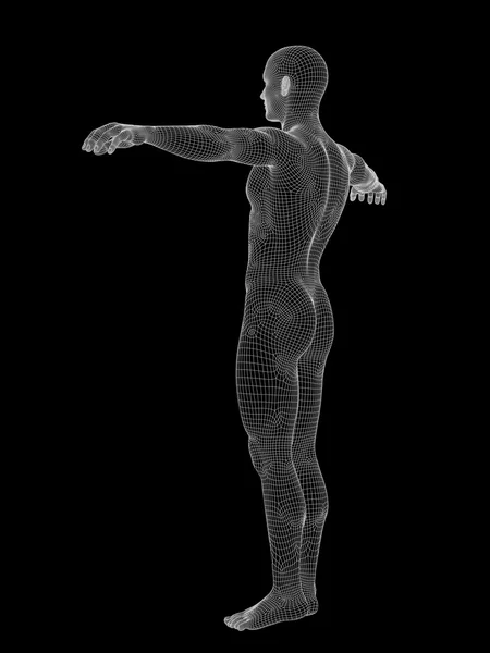 人間や男性の解剖学 — ストック写真