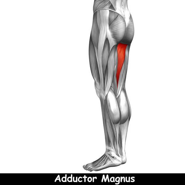 анатомия верхних ног человека
