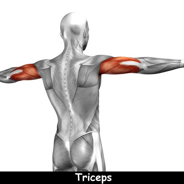 Anatomia człowieka triceps — Zdjęcie stockowe