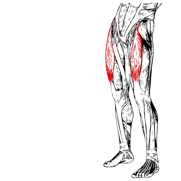 Anatomía de las piernas superiores humanas —  Fotos de Stock