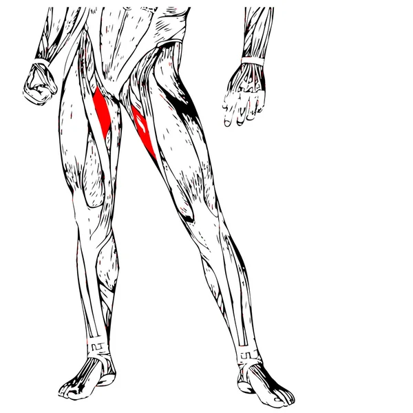Emberi felső lábak anatómia — Stock Fotó