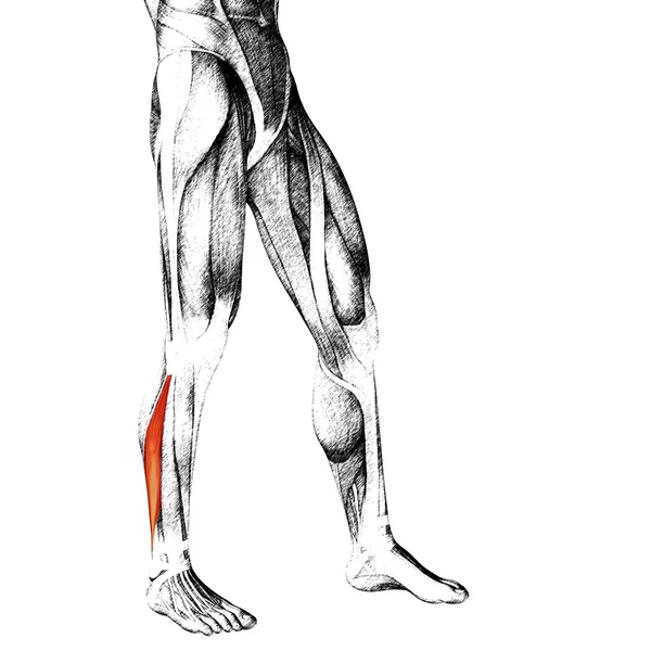 Anatomie der menschlichen Unterschenkel — Stockfoto