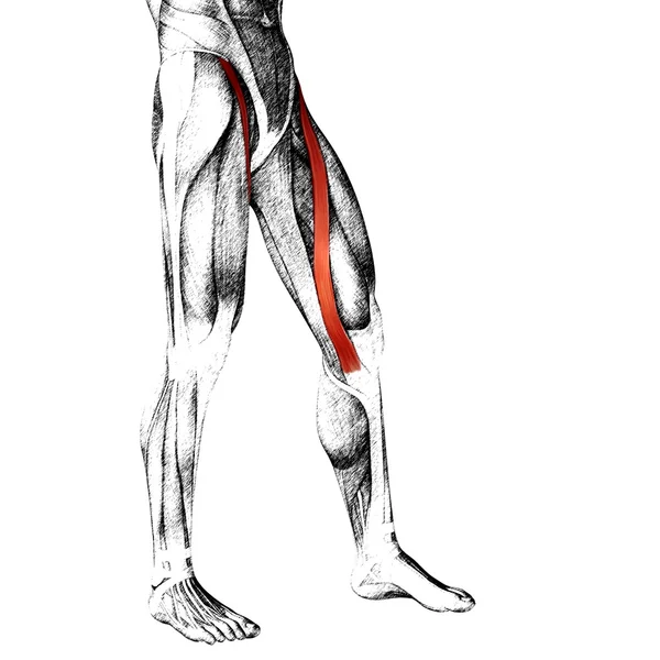 Анатомия верхних ног человека — стоковое фото