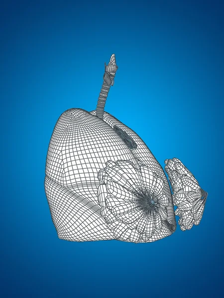 Wireframe mesh respiratory system — Stock Photo, Image