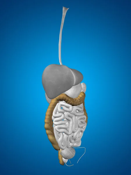 Anatomía del sistema digestivo —  Fotos de Stock