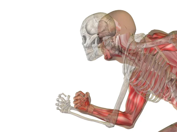Oanatomia umana con ossa — Foto Stock