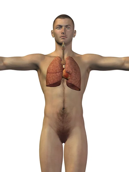 Conceptuele anatomische mens — Stockfoto