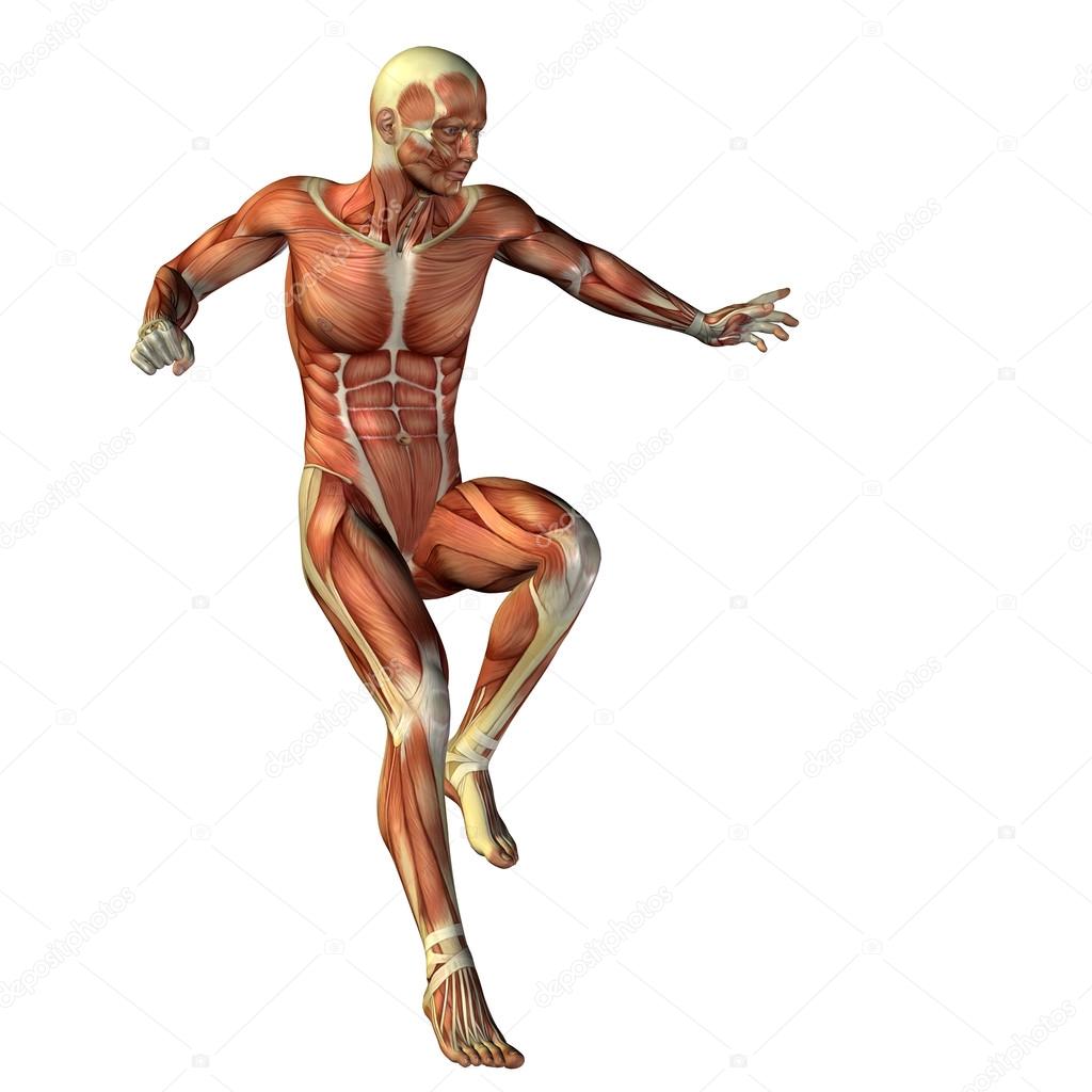human or man with muscles
