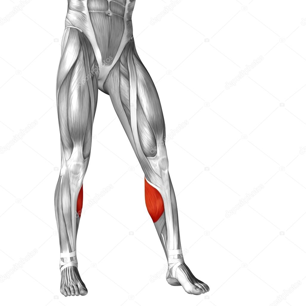 human lower legs