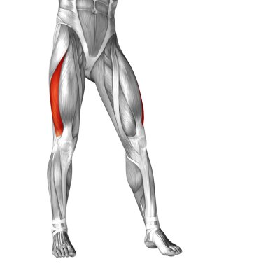 insan ayakları anatomisi