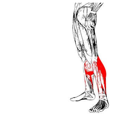 alt bacaklar anatomisi