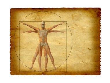 Vitruvius insan vücudu çizim