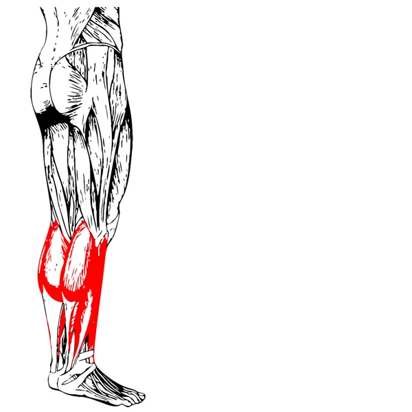 Anatomia delle gambe inferiori — Foto Stock